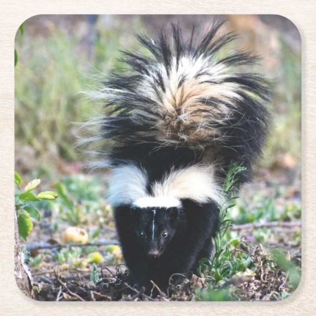 Skunk Black and White Square Paper Coaster (Front)