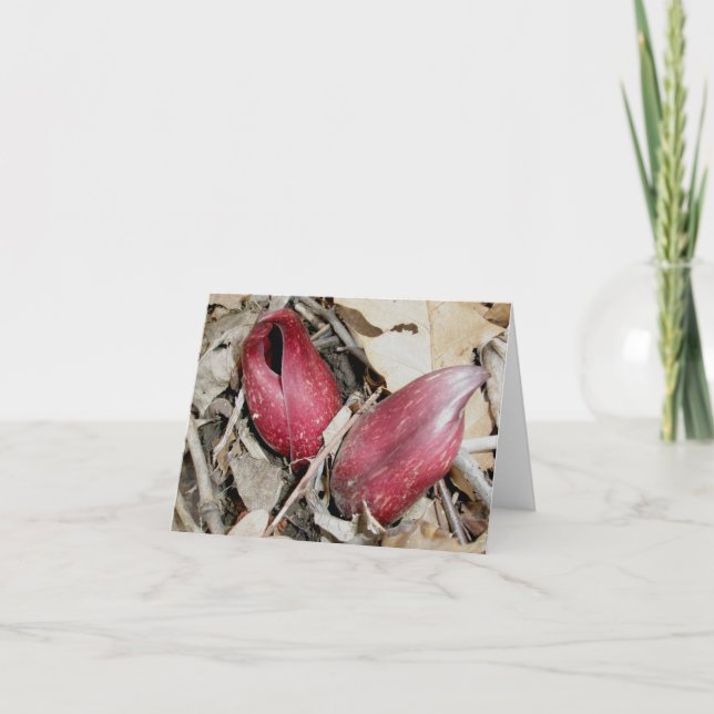 Skunk Cabbage Bloom (Symplocarpus foetidus (L.) Holiday Card (Front)