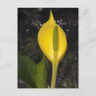 Skunk Cabbage Blossom - Postcard