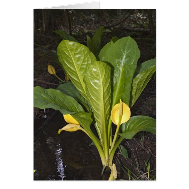 Skunk Cabbage - Card (Front)