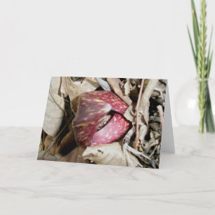 Skunk Cabbage Card #2 (Symplocarpus foetidus (L.)