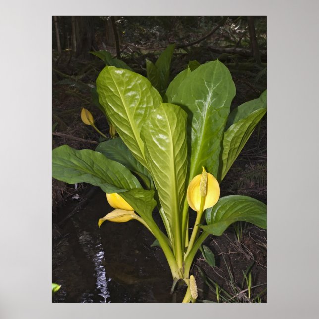 Skunk Cabbage - Fine Art Print (Front)