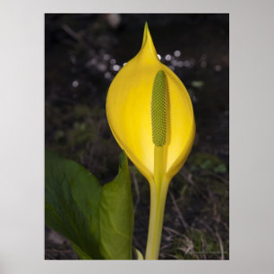 Skunk Cabbage - Fine Art Print