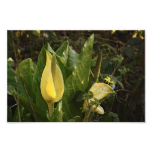 Skunk Cabbages Photo Print