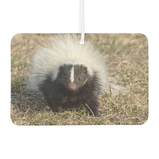 Skunk Car Air Freshener (Front)