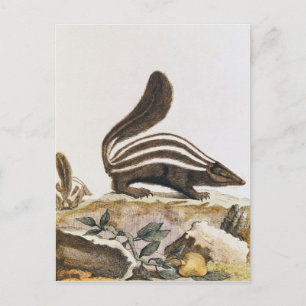 Skunk, from 'Histoire Naturelle' by Postcard