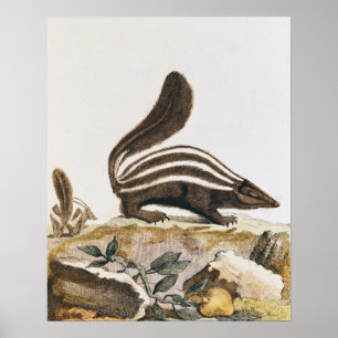 Skunk, from 'Histoire Naturelle' by Poster