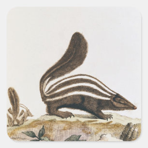 Skunk, from 'Histoire Naturelle' by Square Sticker