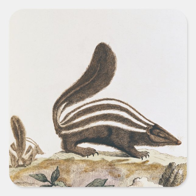 Skunk, from 'Histoire Naturelle' by Square Sticker (Front)