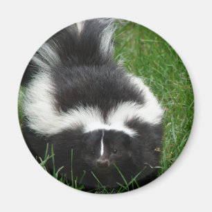 Skunk Magnet