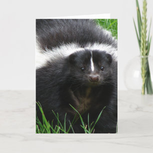 Skunk Photo Greeting Card