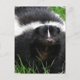 Skunk Photo Postcard