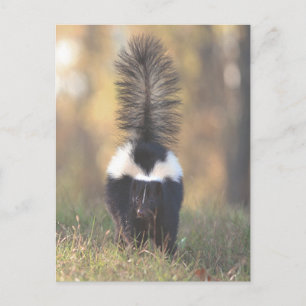 Skunk Postcard