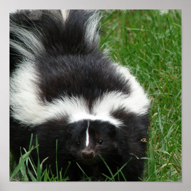 Skunk Poster Print (Front)