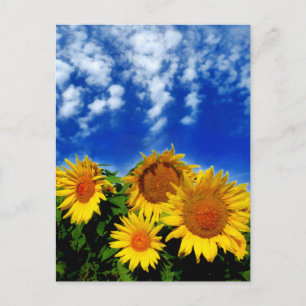 Sky and Bloom Postcard