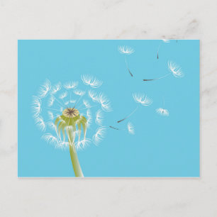 Sky Blue dandelion floral nature Postcard