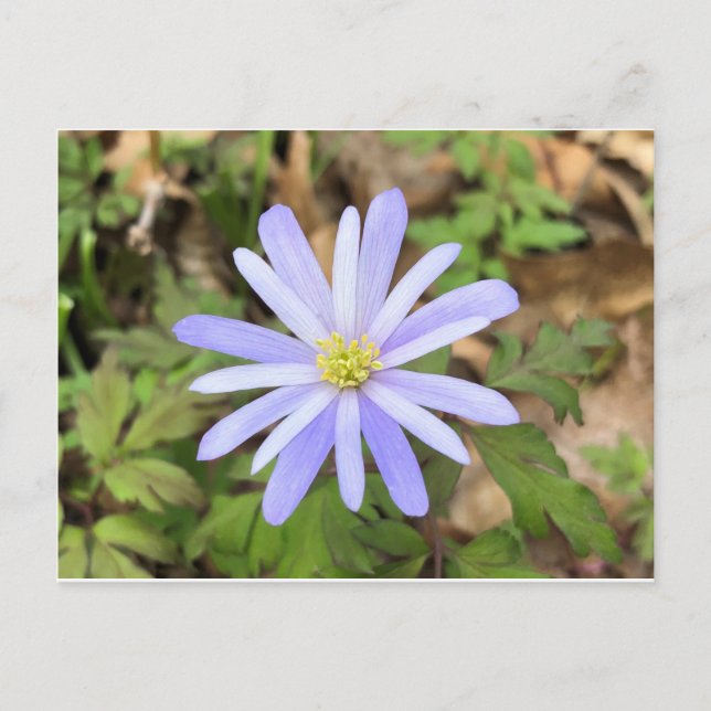 Sky Blue Windflower Postcard (Front)