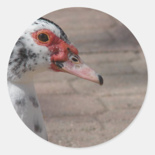 Sky Classic Round Sticker