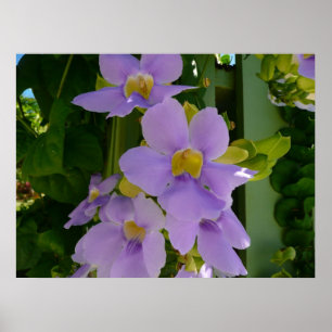 Sky Flower Vine Tropical Purple Floral Poster