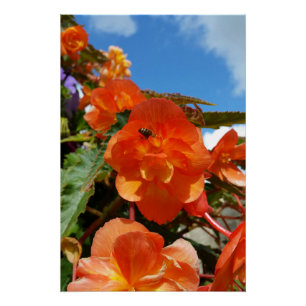 sky, flowers and bee poster