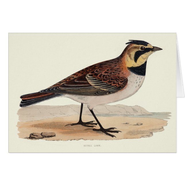 SKY LARK BLANK CARD (Front Horizontal)