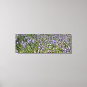 Sky Lupines Canvas Print