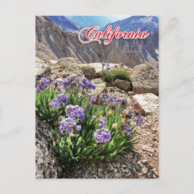 Sky Pilot Flowers, University Peak, California Postcard (Front)