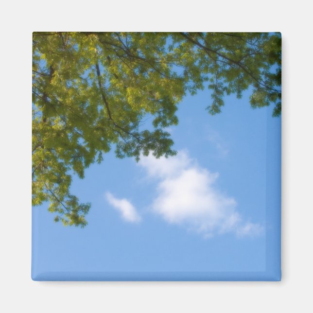 sky view with tree top magnet (Front)