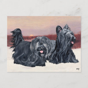 Skye Terriers Walking at Sunset Postcard