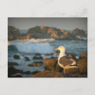 Skylark Seagull Postcard