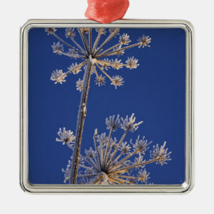 Skyward view of Cow Parsnip in winter covered in Metal Tree Decoration