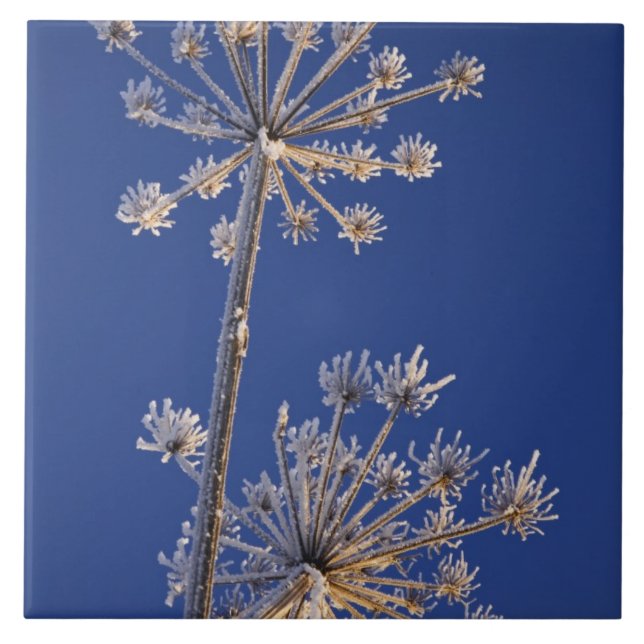 Skyward view of Cow Parsnip in winter covered in Tile (Front)