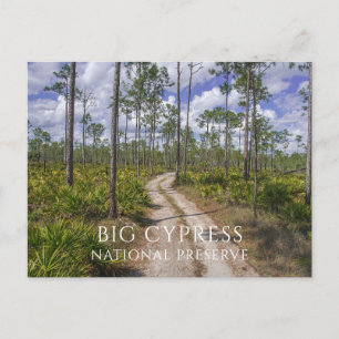 Slash Pine Forest, Saw Palmettos, Big Cypress NP Postcard