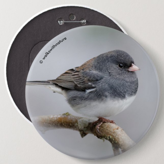 Slate-Coloured Dark-Eyed Junco on the Pear Tree 6 Cm Round Badge (Front & Back)