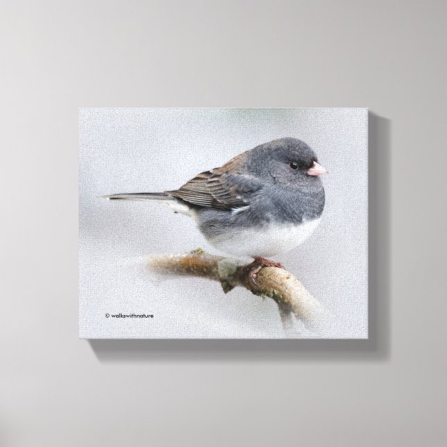 Slate-Coloured Dark-Eyed Junco on the Pear Tree Canvas Print (Front)