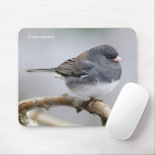 Slate-Coloured Dark-Eyed Junco on the Pear Tree Mouse Mat