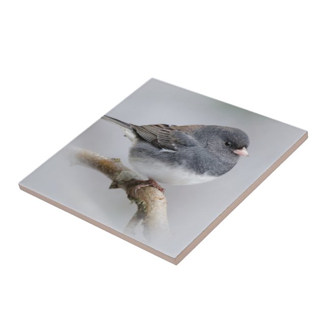 Slate-Coloured Dark-Eyed Junco on the Pear Tree Tile (Side)