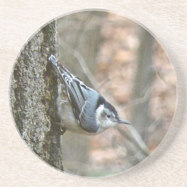 Slate Gray Nuthatch Songbird Coaster (Front)