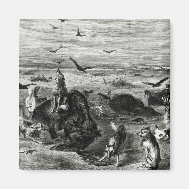 Slaughter of Buffaloes on the Plains Magnet (Front)