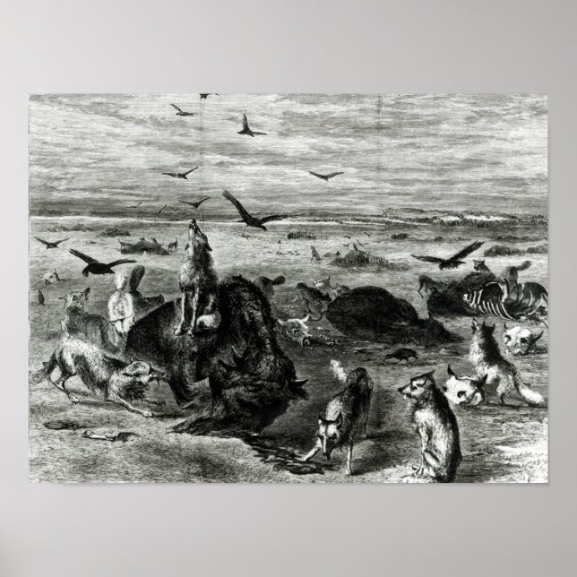 Slaughter of Buffaloes on the Plains Poster (Front)