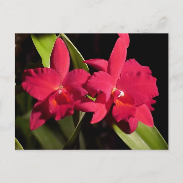 Slc. Madge Fordyce 'Red Orb' AM/AOS Postcard (Front)