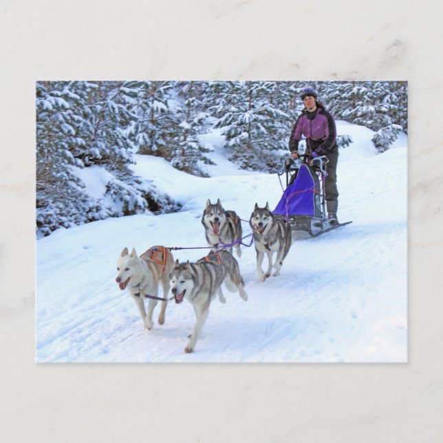 Sled Dog Racing Postcard (Front)