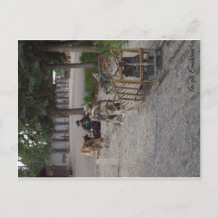 Sled dog team in Denali, Alaska Postcard