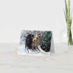 Sled Dogs Card