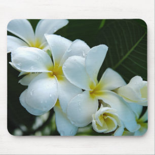 Sleek elegance: the white frangipani flower mouse mat