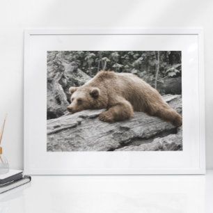 Sleep Bear on Log Rustic Cabin Poster