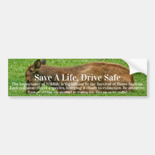 Sleep Little One Bumper Sticker