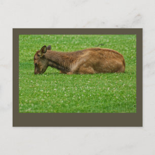 Sleep Little One Postcard