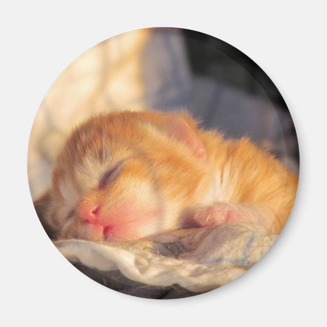 Sleep Tight Sweet Kitty Magnet (Front)