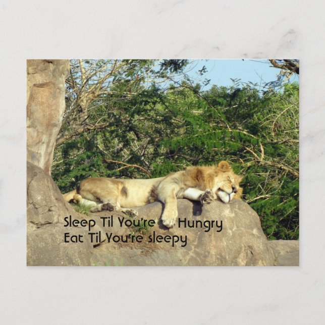 Sleep Til You're Hungry, Eat Til You're Sleepy Postcard (Front)